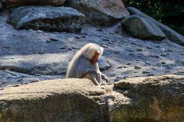 baboon