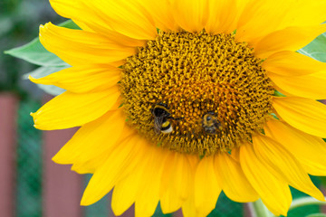 Yellow sunflowers in the agricultural sunflower field. Bumblebee sitting on a yellow sunflower