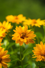 bouquet of bright yellow flowers Heliopsis helianthoides