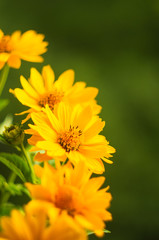 bouquet of bright yellow flowers Heliopsis helianthoides