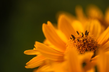 bouquet of bright yellow flowers Heliopsis helianthoides