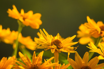bouquet of bright yellow flowers Heliopsis helianthoides