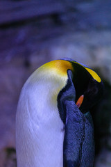 king pinguin