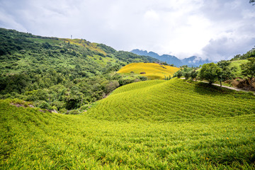 The Orange daylily(Tawny daylily) flower farm at Sixty Rock Mountain(Liushidan.mountain) with blue sky and cloud, Fuli, Hualien, Taiwan