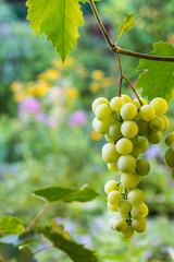 Bunches of white grapes hanging in vineyard against at green and yellow background during sunset