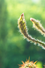 Cactus echinopsis tubiflora, close up, selective focus