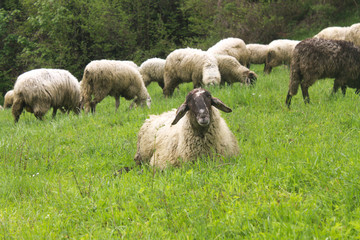 Sheep on a green meadow