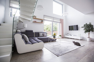 Cat in a modern living room interior with a corner sofa, stairs, tv and balcony window. Real photo