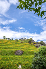 The Orange daylily(Tawny daylily) flower farm at Sixty Rock Mountain(Liushidan.mountain) with blue sky and cloud, Fuli, Hualien, Taiwan