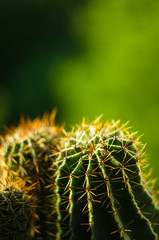 Cactus echinopsis tubiflora, close up, selective focus