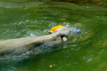 swimming icebear