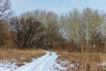 Winter snowy rural road leading toward trees without foliage