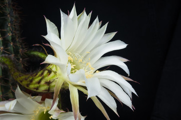 Cactus echinopsis tubiflora, close up, selective focus