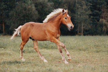 Obraz na płótnie Canvas Little red foal on the summer field