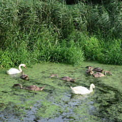 Living swan family on a green pond feeds duckweed