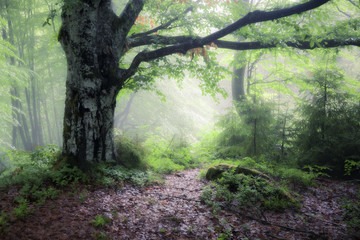 Green summer rainy and foggy forest. Old misty woodland nature landscape. Smoky Mountains, USA