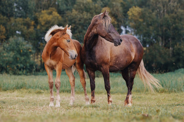 Naklejka na ściany i meble Mare and her foal on the summer field