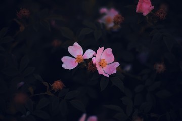 Obraz na płótnie Canvas pink flowers on a black background