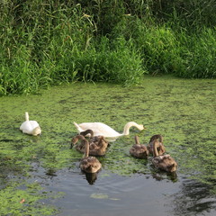 Living swan family on a green pond feeds duckweed