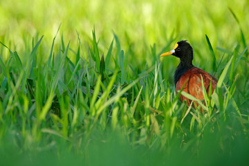 Northern Jacana, Jacana spinosa, wader bird from Cista Rica. Bird with long leg in the water grass. Jacana in habitat, green vegetation. Beautiful wader from  nature.