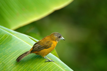 Female of Scarlet-rumped Tanager, Ramphocelus passerinii, exotic tropical red and black bird from Costa Rica, in green forest nature habitat.