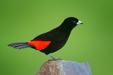 Scarlet-rumped Tanager, Ramphocelus passerinii, exotic tropical red and black bird from Costa Rica, in green forest nature habitat. Black and red songbird on the grey stone.