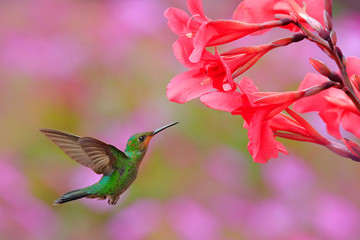 Hummingbird Green-crowned Brilliant, Heliodoxa jacula, green bird from Costa Rica flying next to beautiful red flower with pink bloom background.