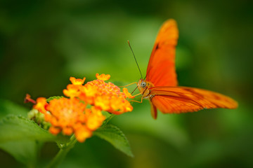 Dryas iulia, Spelled julia heliconian, in nature habitat. Nice insect from Costa Rica in the green forest. Orange butterfly sitting on the green leave from Central America.
