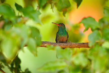 Fototapeta premium Amazilia tzacat, Rufous-tailed Hummingbird, with green leave forest background, Costa Rica. Wildlife scene from nature. Wild animal in the nature habitat. Bird with red bill, America.