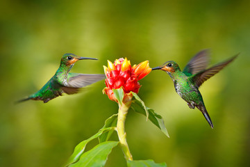 Hummingbird Green-crowned Brilliant, Heliodoxa jacula, green bird from Costa Rica flying next to beautiful red flower with clear background, habitat, action feeding scene. Two bird in the forest.