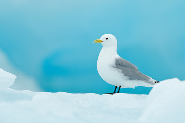Bird on the ice, winter scene from Arctic. Black-legged Kittiwake, Rissa tridactyla, with blue ice glacier in background, Svalbard, Norway.
