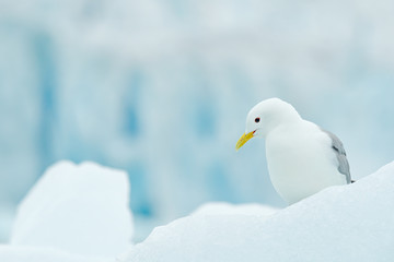 Bird on the ice, winter scene from Arctic. Black-legged Kittiwake, Rissa tridactyla, with blue ice glacier in background, Svalbard, Norway.