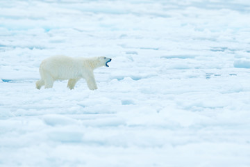 Polar bear on drift ice edge with snow and water in Russian sea. White animal in the nature habitat, Europe. Wildlife scene from nature. Dangerous bear walking on the ice, beautiful evening sky. © ondrejprosicky