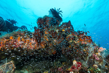 Naklejka na ściany i meble largespined glassfish aggregation swarm on a coral reef