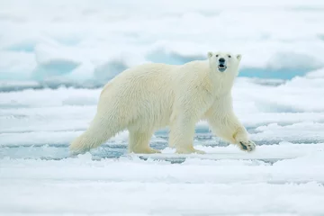 Selbstklebende Fototapete Eisbär Eisbär auf Treibeiskante mit Schnee und Wasser im russischen Meer. Weißes Tier im Naturlebensraum, Europa. Wildlife-Szene aus der Natur. Gefährlicher Bär, der auf dem Eis geht, schöner Abendhimmel