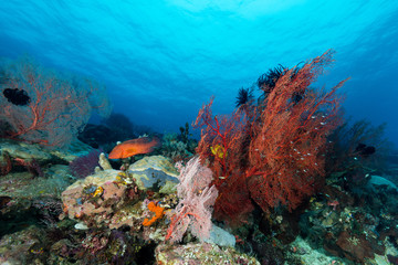 Fototapeta na wymiar sea fan on the slope of a coral reef with visible water surface and fish