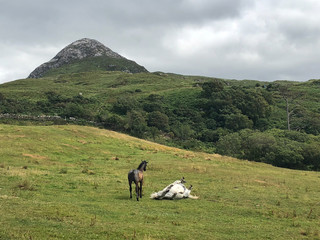 Diamon Hill and Connemara pony, Ireland.