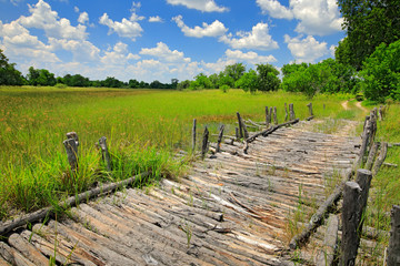 Third Bridge, Moremi Game Reserve in Okavango Delta, Botswana. Wet season with green vegetation and...