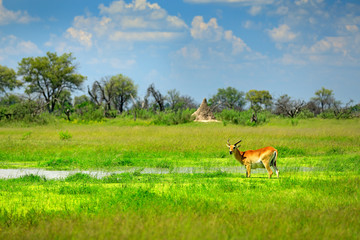 Naklejka na ściany i meble Kobus vardonii, Puku, animal walking in the water during hot day with blue sky. Forest mammal in the habitat, Okavango, Botswana. Wildlife scene with deer from African. nature. Rare antelope.