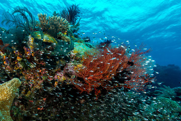 Fototapeta na wymiar largespined glassfish aggregation swarm on a coral reef