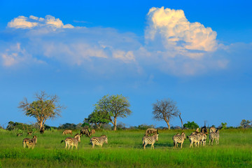 Naklejka premium Zebras with blue sky and storm clouds. Burchell's zebra, Equus quagga burchellii, Nxai Pan National Park, Botswana, Africa. Wild animal on the green meadow. Wildlife nature, safari in rainy season.