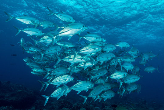school of bigeye trevally jack fish