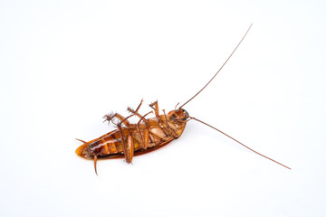 cockroach on white background