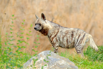 Striped hyena, Hyaena hyaena, native to North and East Africa. Animal in the nature habitat. Hyena...