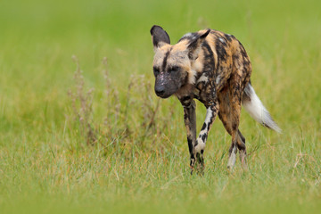 African wild dog, walking in the green grass, Okacango deta, Botswana, Africa. Dangerous spotted animal with big ears. Hunting painted dog on African safari. Wildlife scene from nature.