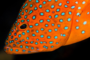 coral grouper on a coral reef
