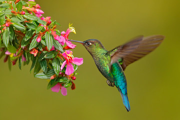 Hummingbird with pink flower. Fiery-throated Hummingbird, flying next to beautiful bloom, Costa Rica. Action wildlife scene from tropic nature. Bird in fly, sunny day.