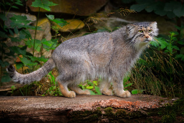 Manul or  Pallas's cat, Otocolobus manul, cute wild cat from Asia. Wildlife scene from the nature. Animal in the nature habitat, forest in Nepal. © ondrejprosicky