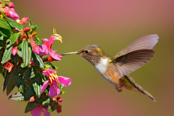 Volcano Hummingbird, animal Pink flowers with bird. in the nature habitat, mountain tropical forest, wildlife from Costa Rica.