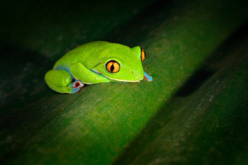 Agalychnis annae, Golden-eyed Tree Frog, green and blue frog on leave, Costa Rica. Wildlife scene from tropical jungle. Forest amphibian in nature habitat. Dark background.